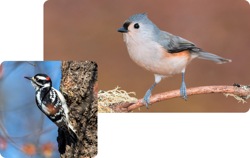 contact the beginner birder